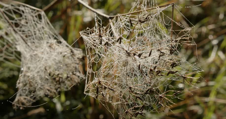 Close up of two spider webs on branches