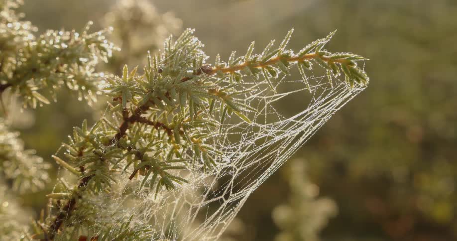 A leaf of a small plant that is completely covered in spider webs