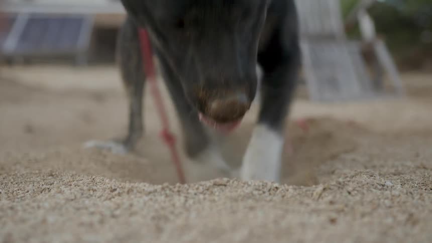 Dog digging a hole in the sand with his paws