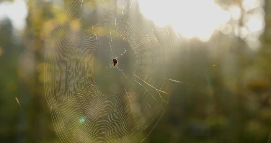 A spider sits at the center of a dewladen web sunlight filtering through the intricate strands