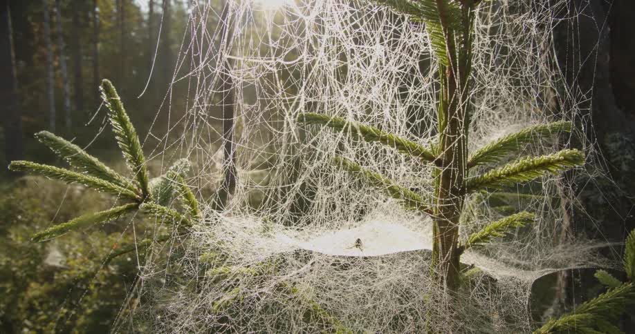 A plant with green leaves completely covered by a veil of spider webs