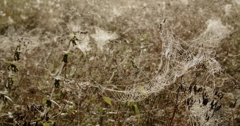 Several spider webs stretch across a reed field