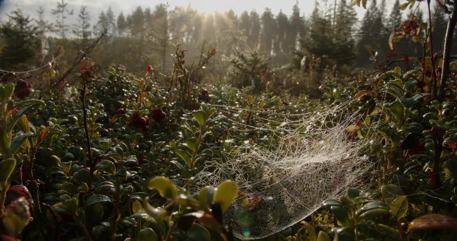 Spider web between branches and leaves with sun reflection
