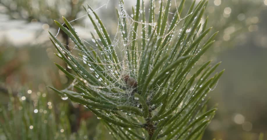 Close up of a spider web on a plant with green leaves and rainwater drops