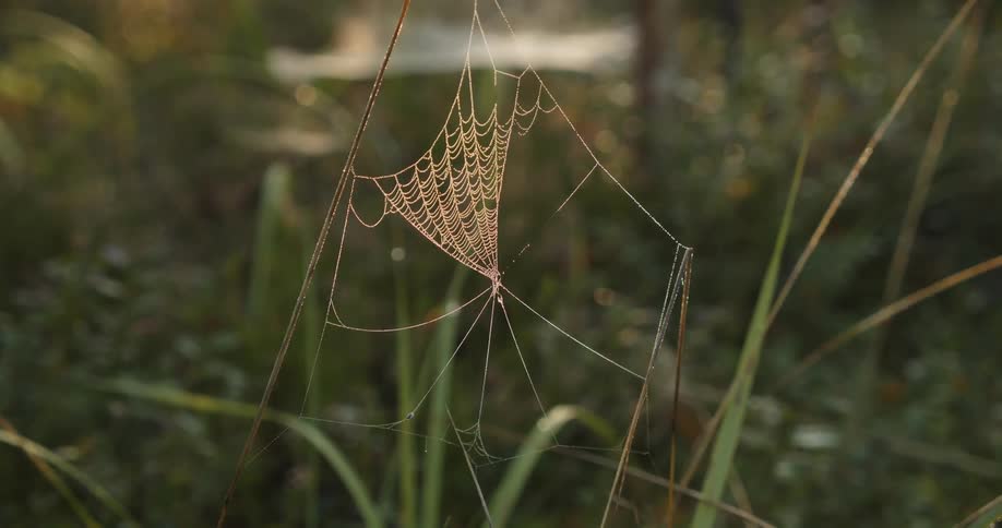 Partial spiderweb hanging between twigs outdoors