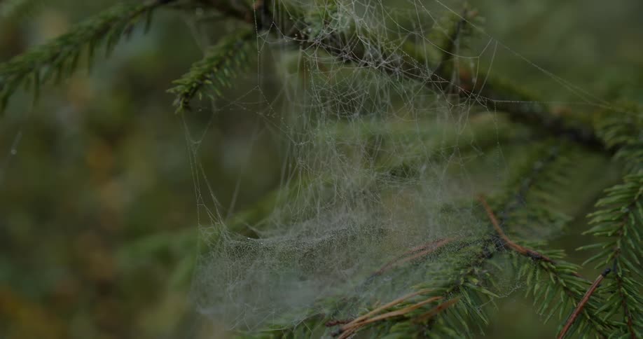 Spider web between branches and leaves of a thin tree