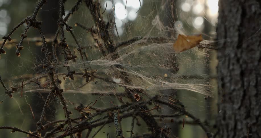Close up of spider web on tree trunks