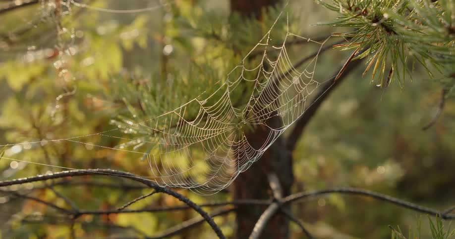 A structure of spider webs formed between some thin tree branches