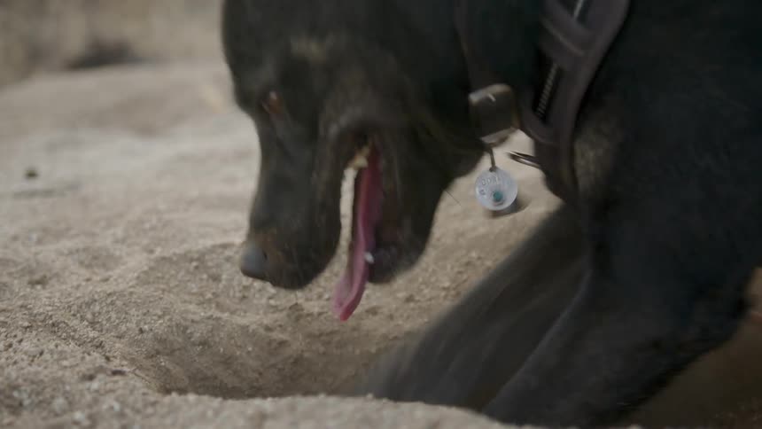 Black haired dog digging a hole in the sand