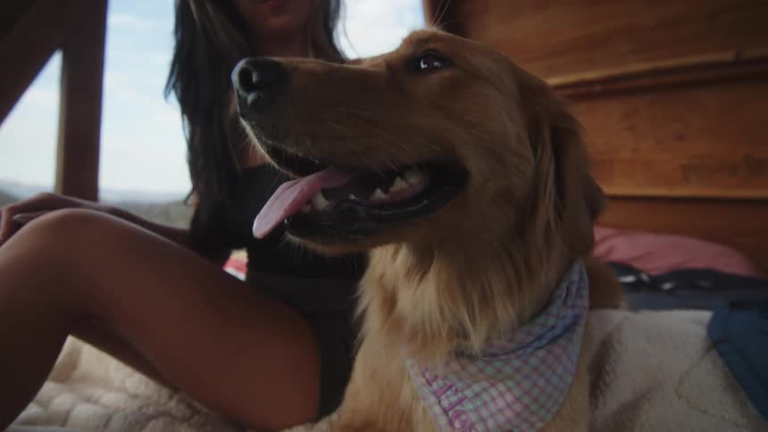 Labrador dog next to a woman receiving affection
