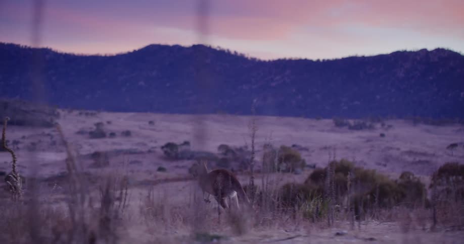 A wild kangaroo hopping in a patch of beige grass