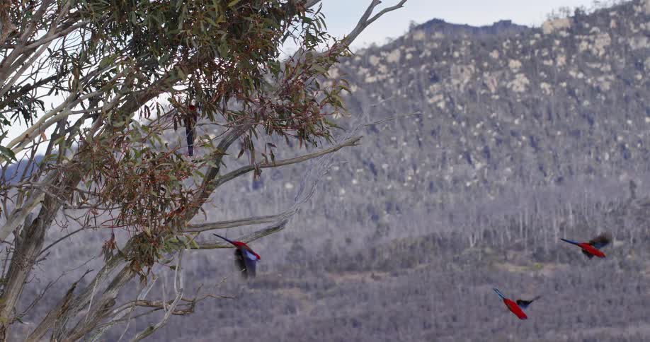 Five hummingbirds fly from a tree in slow motion downward towards the grass