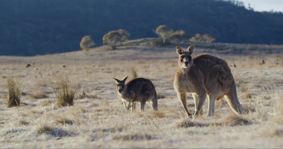 Two kangaroos stand in a grassy field one adult and one joey