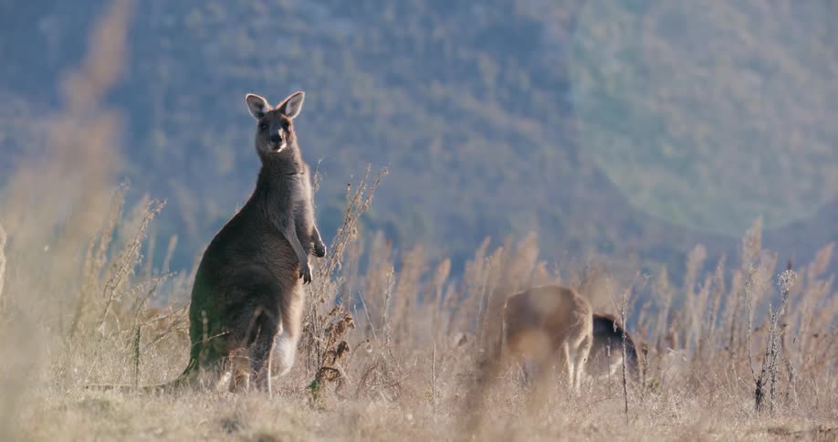 Kangaroos in a field in front of mountains