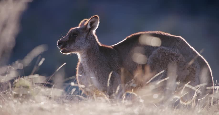 A kangaroo is grazing on grass on a windy day