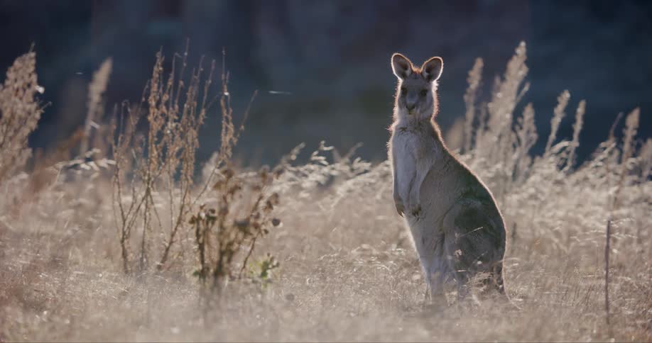 The kangaroo is standing in the grass on a windy day
