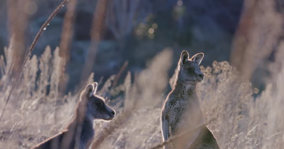 A close up clip of kangaroos out in the wildlife