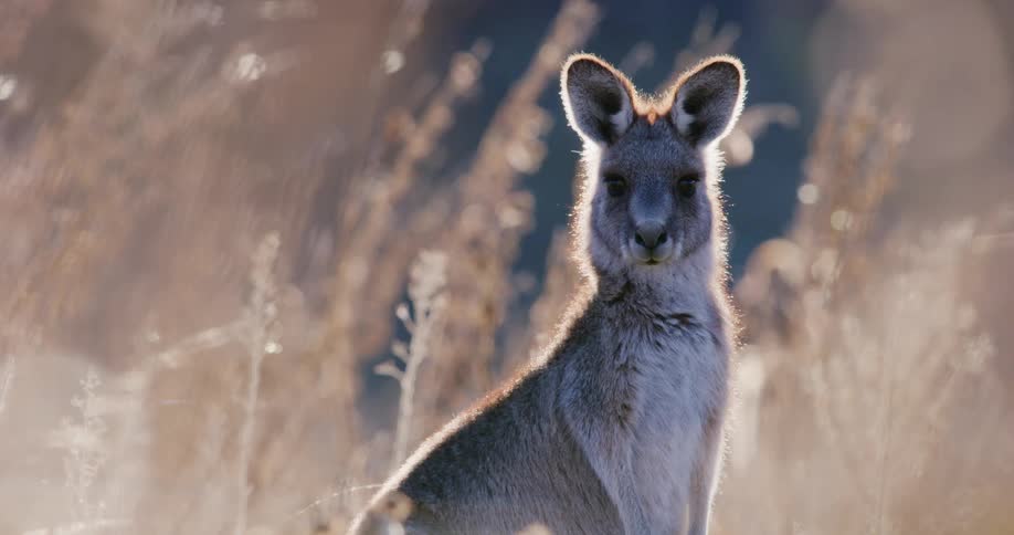 Kangaroo turns and stares before hopping away on a sunny day
