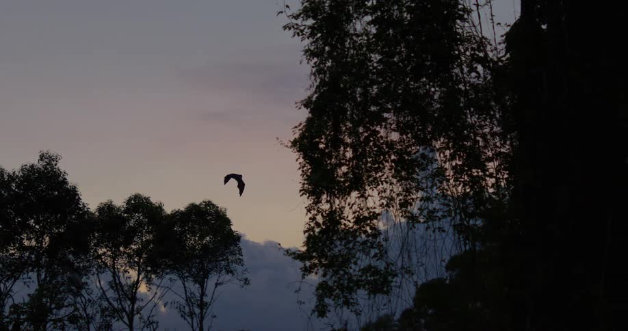 A large bird flies over the trees at sunset
