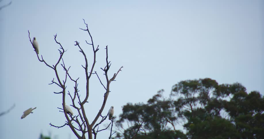 Four white birds on dry branches of a tree with one of them flying away