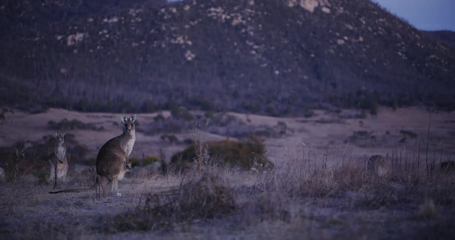 Taxidermized kangaroos stand in a simulated field with a mountain range in the background