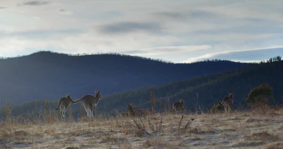 Kangaroos hopping across a vast grassy plain with mountains in the background