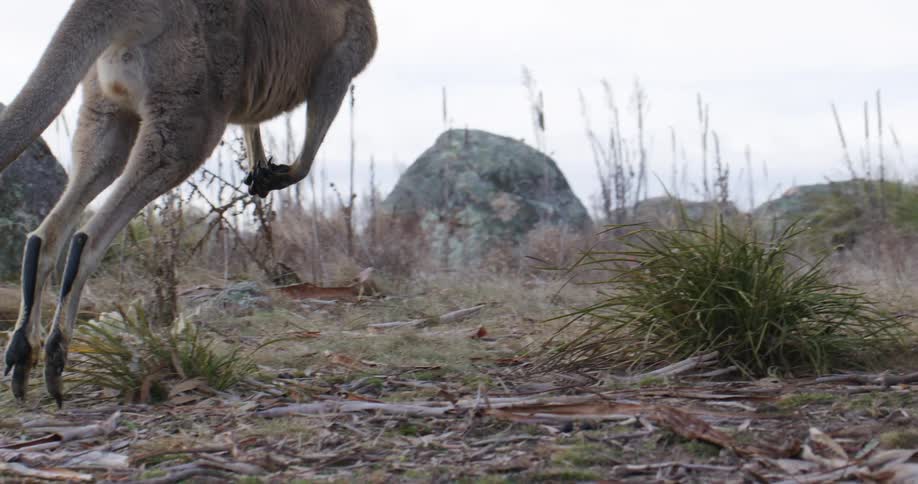 Kangaroo jumping in a field with rocks