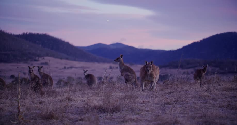 Group of kangaroos in a field near the mountains stand staring before one hops away