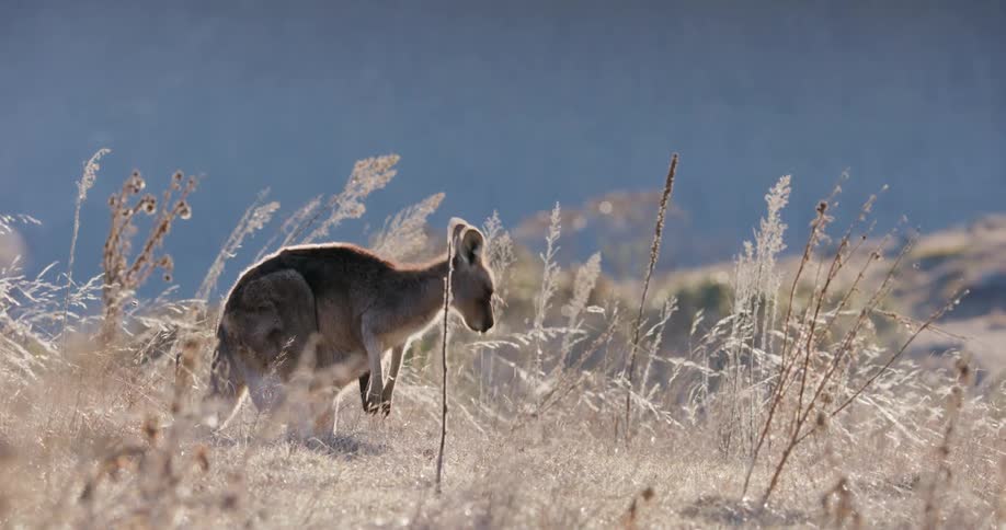 A kangaroo standing in a field of tall grass is grazing and looking around