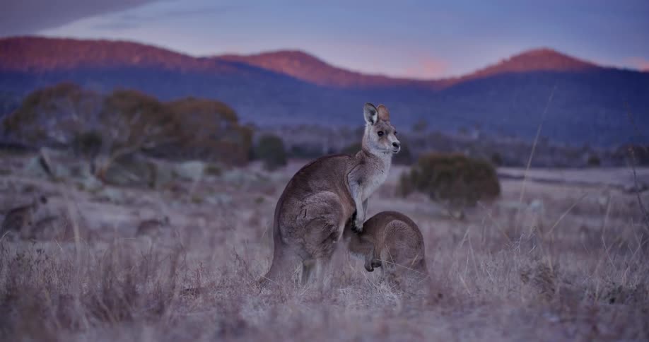 Mother kangaroo hiding her baby while standing in a field with mountains in the background