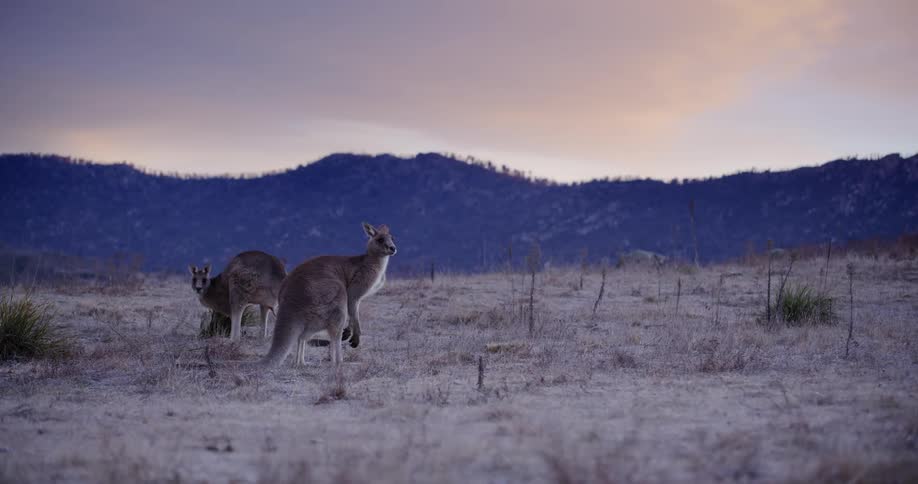 Two kangaroos in a field watching on a purple hued morning
