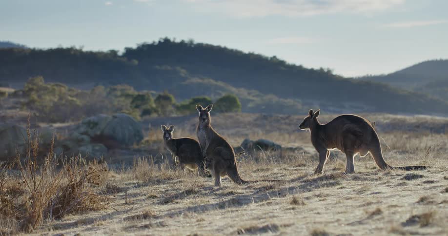 A clip of three kangaroos