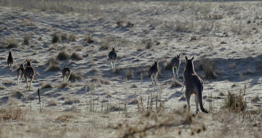 A group of kangaroos bounding across a dry grassy field