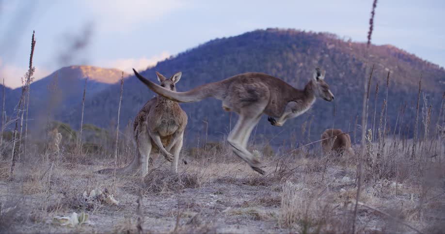 Two kangaroos hopping through a field of tall grass with a mountain range in the background