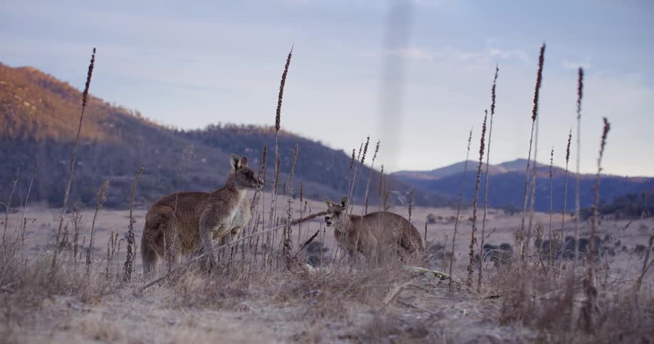 Two suspicious kangaroos in a field with mountains in the background