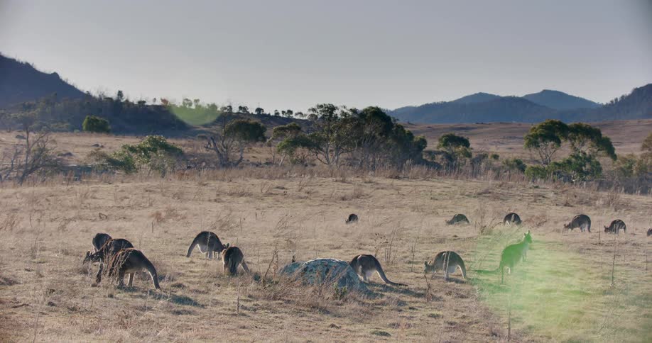 Field in a savannah with several kangaroos