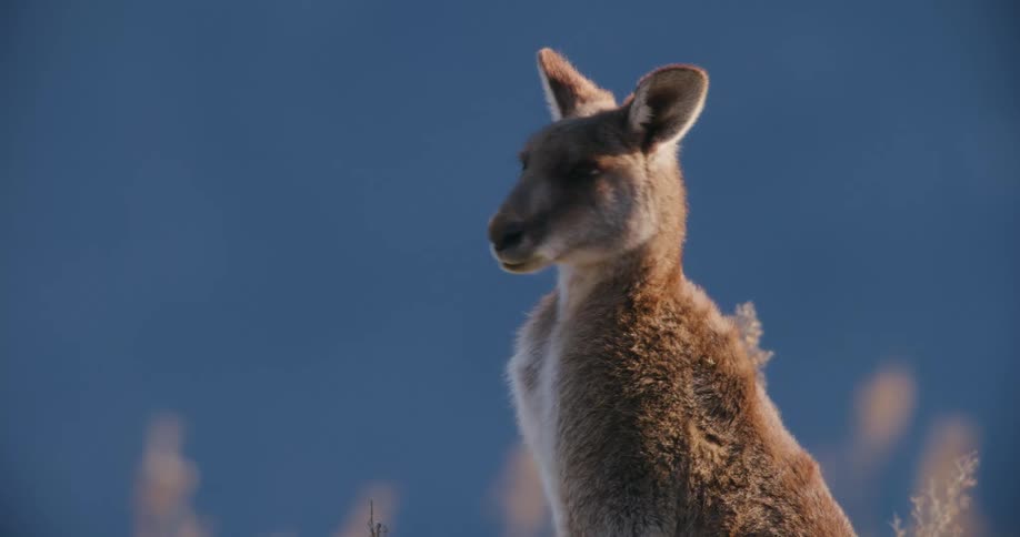 A kangaroo stands in a field with a blue sky in the background
