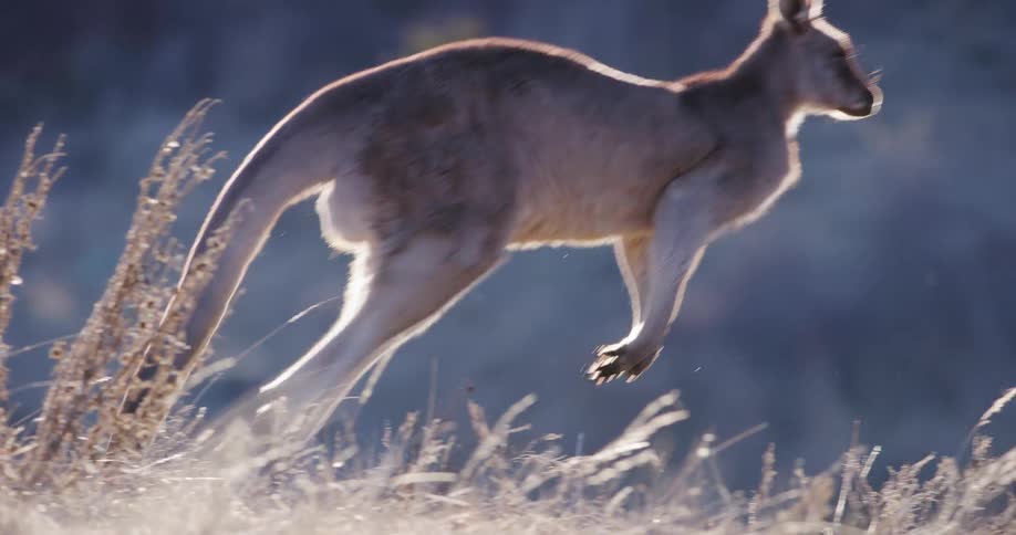 Kangaroo in its natural habitat jumping