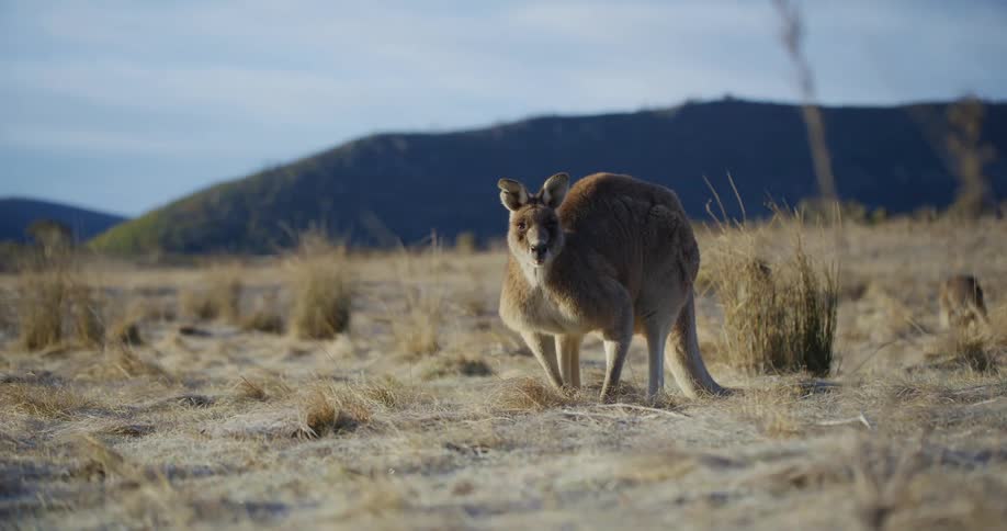 A kangaroo standing alert in a field of tall grass