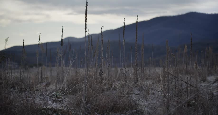 Dried plants stand in a field near the mountains on a foggy day