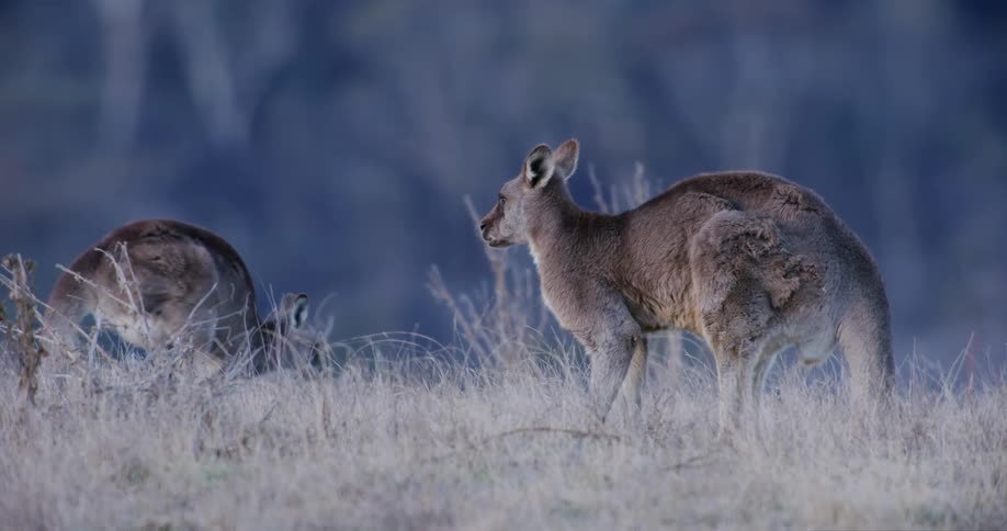 Kangaroos walk around and eat grass