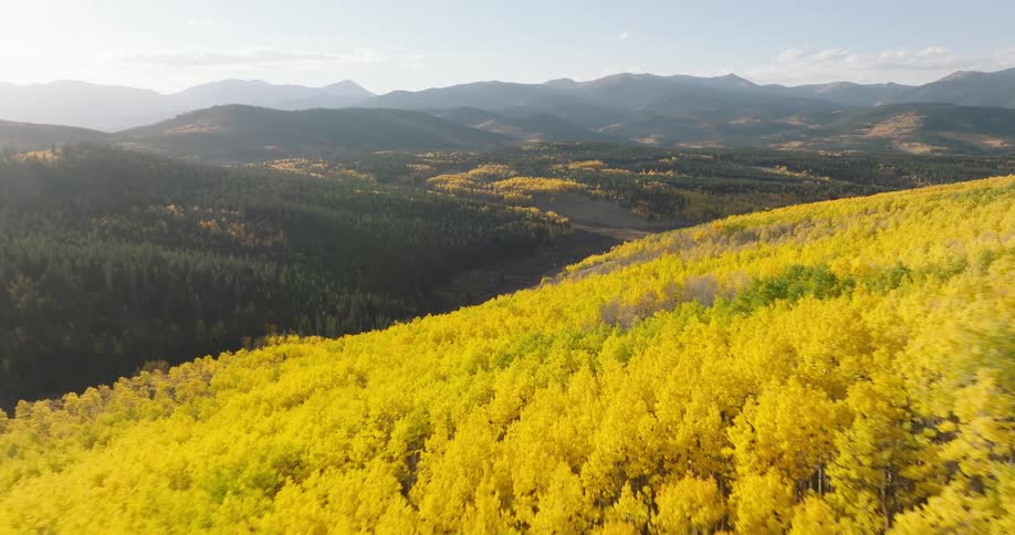 An aerial view of a hillside covered in golden aspen trees