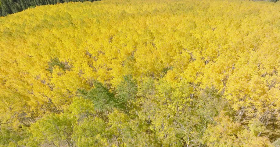 A field of yellow leaf trees