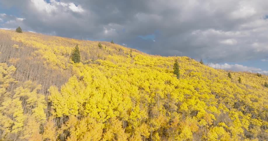 Aerial view of a hill covered in trees with yellow leaves