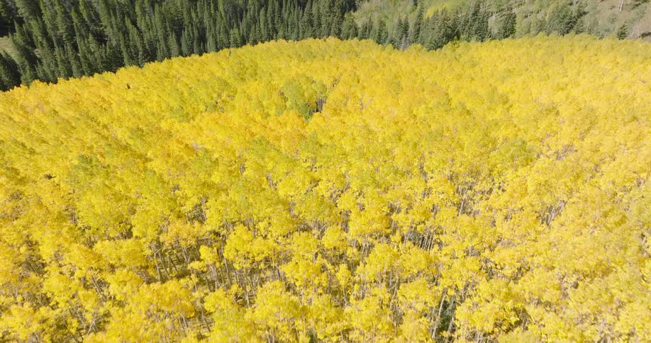Aerial view of a dense forest with vibrant yellow foliage