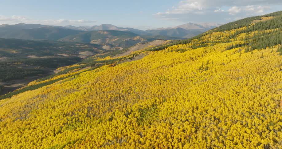 An aerial view of a hillside covered in golden aspen trees with mountains in the background