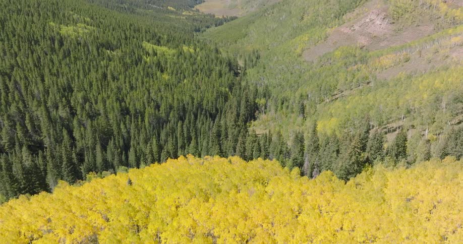 A sweeping view of a dense forest showcases a vibrant section of golden trees bordered by deep green evergreens highlighting the contrast in colors and textures