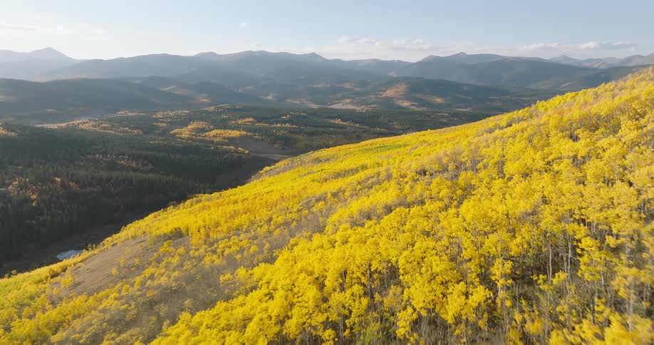 Aerial view of a vibrant autumn landscape where a hillside is ablaze with golden aspen trees contrasting against the deep green of pine forests and distant mountains bathed in the warm glow of the setting sun