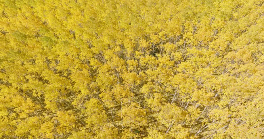 An aerial clip of trees during fall