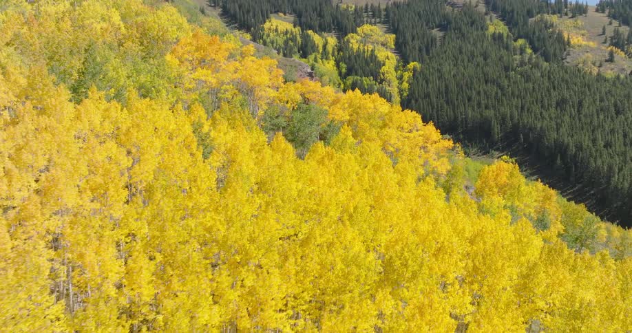 A mountain covered with bright yellow trees is shown from an aerial view